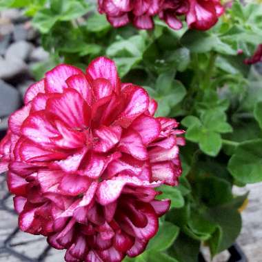 Pelargonium 'Great Balls Of Fire Burgundy Blaze' (Ivy Leaved)