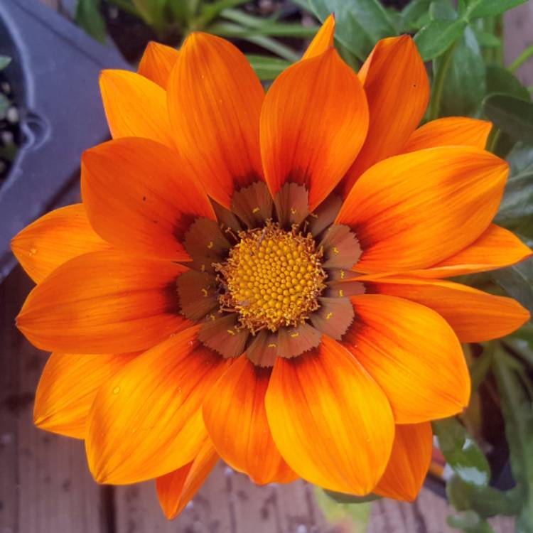plant image 464329