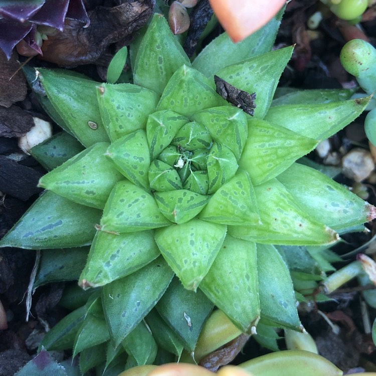 Plant image Haworthia magnifica var. Acuminata