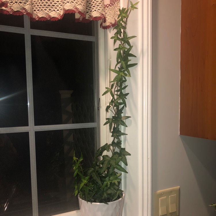 plant image 1015946
