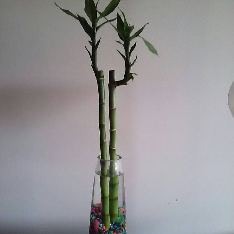 Plant image Dracaena compacta