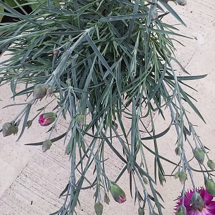 plant image 441728