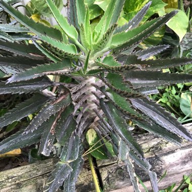 Mother of Thousands
