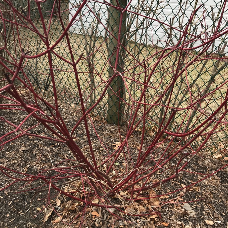 Plant image Cornus sericea