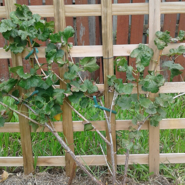 plant image 995415