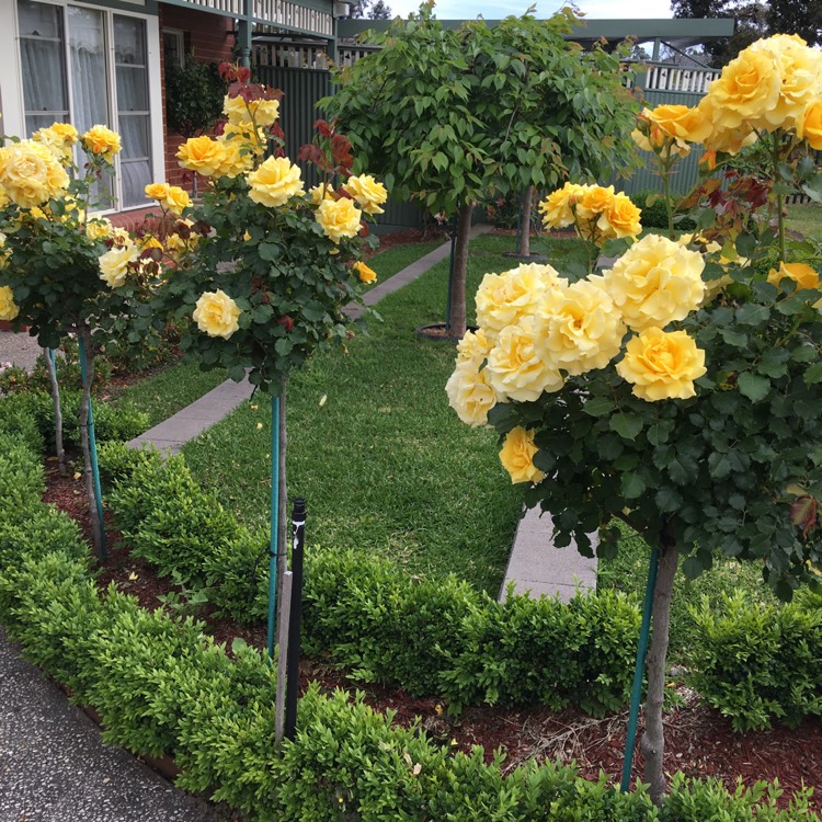 plant image 274217