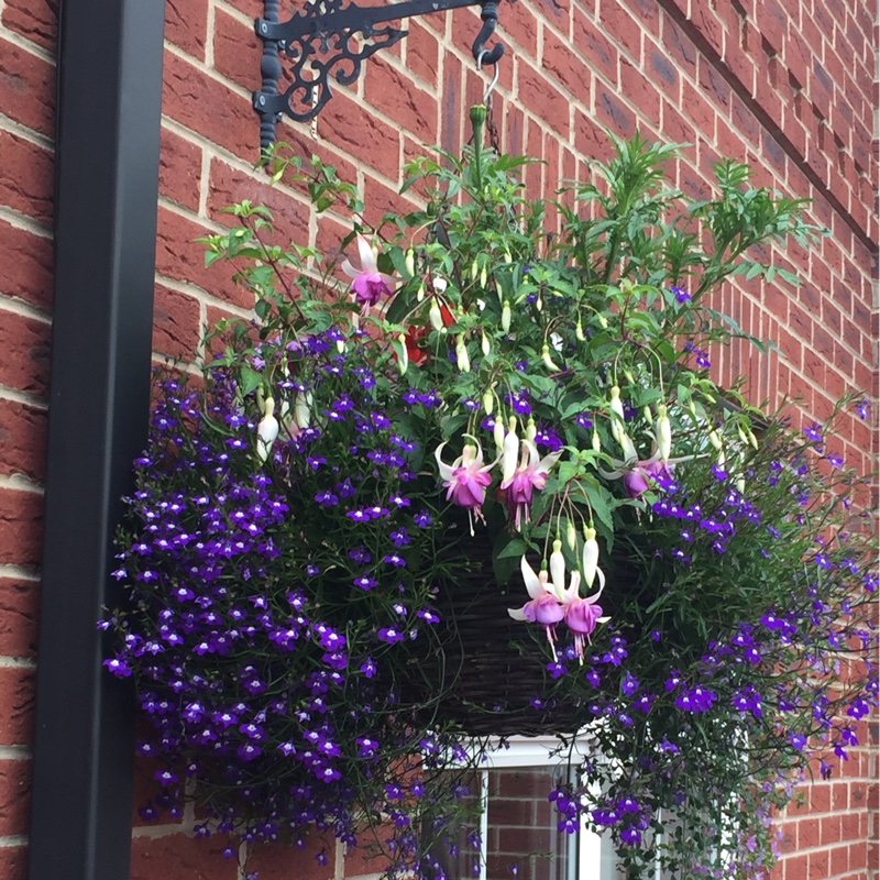Sharon's garden