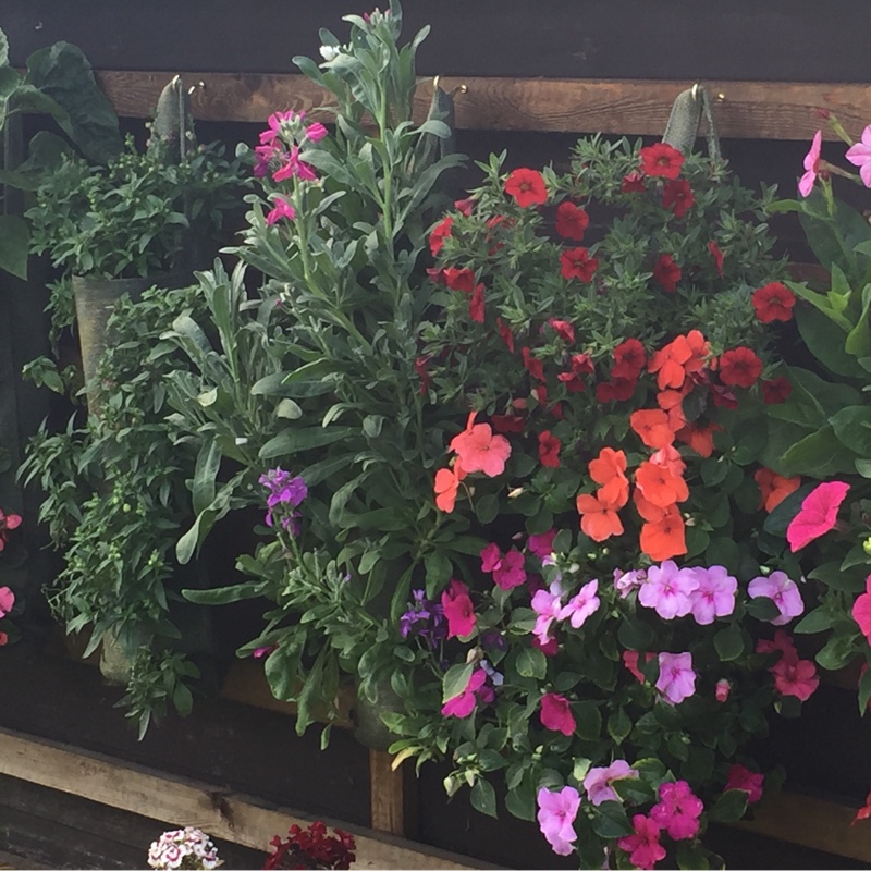 Sharon's garden