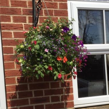 Sharon's garden