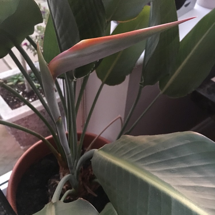 plant image 593294