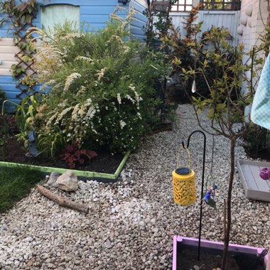 Sharon's garden