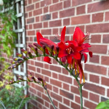 Sharon's garden