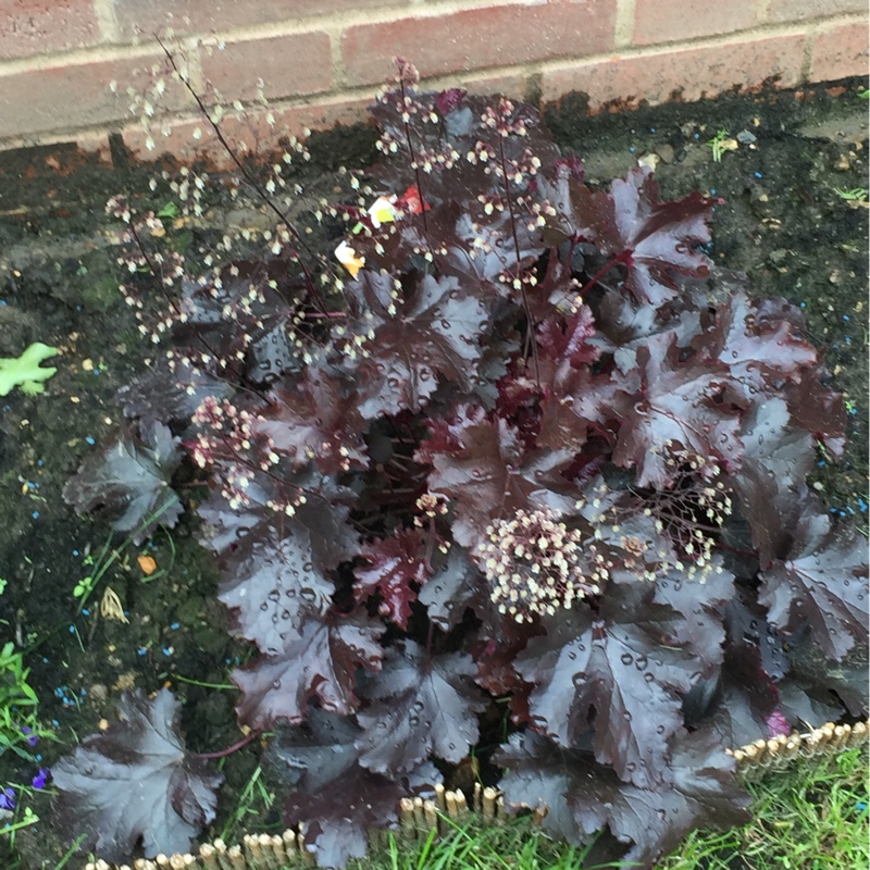 Plant image Heuchera 'Black Beauty'