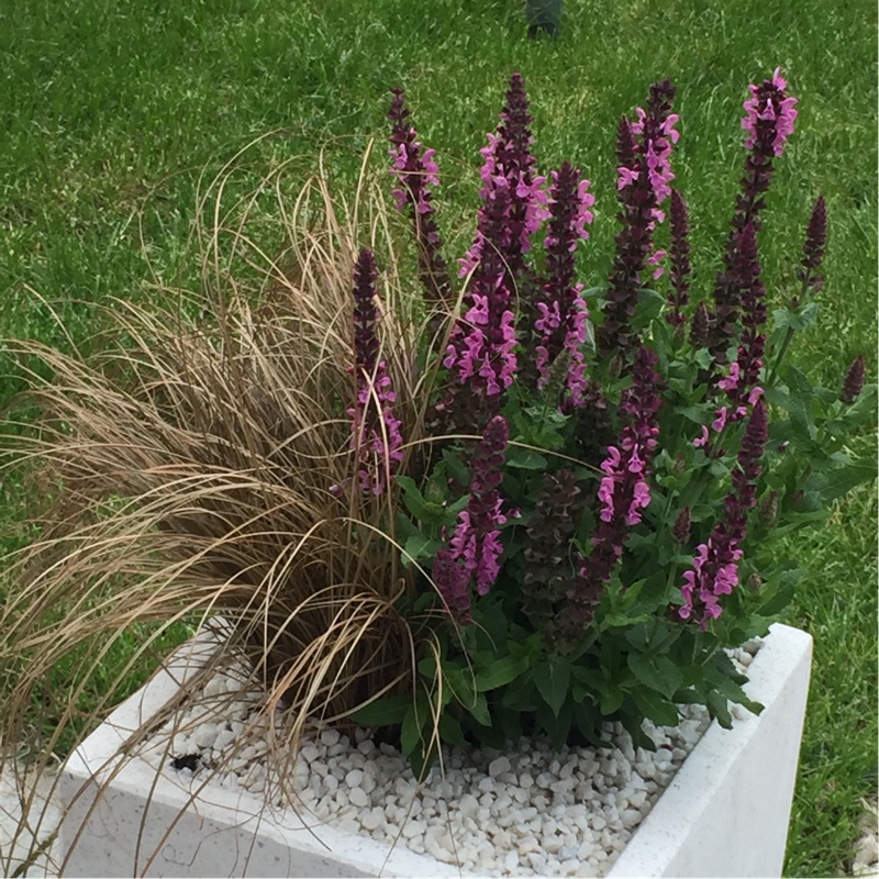 Plant image Salvia x sylvestris 'Rose Queen'