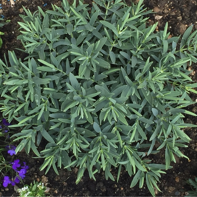 Plant image Hebe 'Blue Star'
