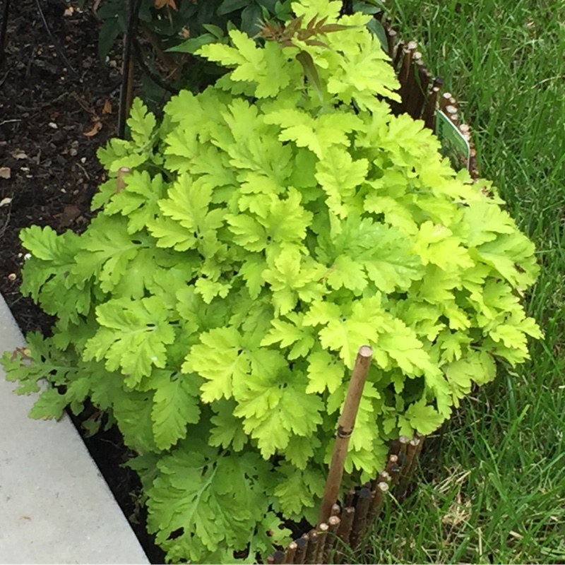 Tanacetum parthenium 'Aureum'