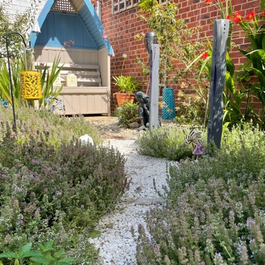 Sharon's garden
