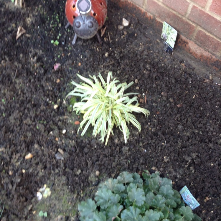 Plant image Agapanthus 'Golden Drop'