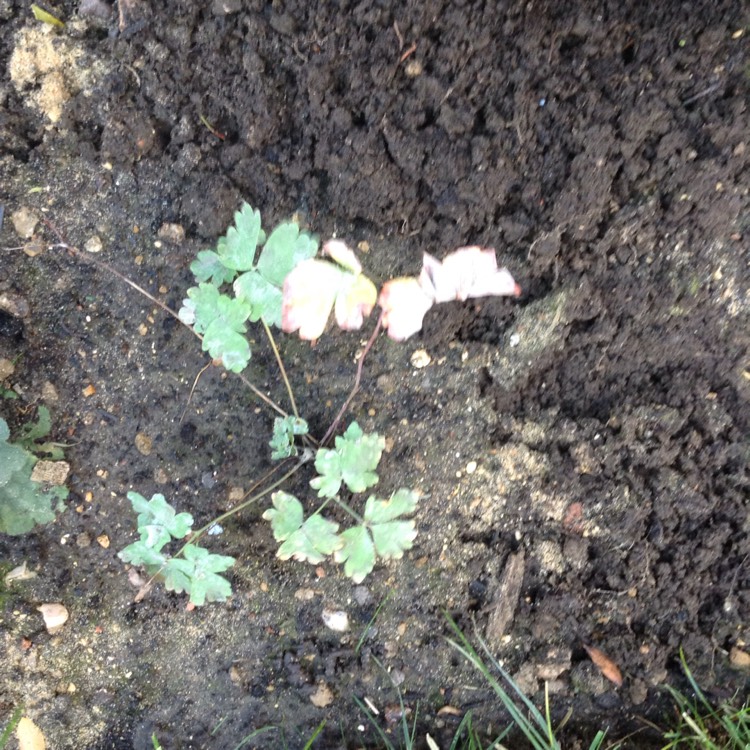 plant image 277433