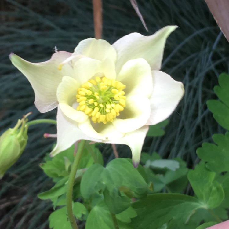 plant image 697336