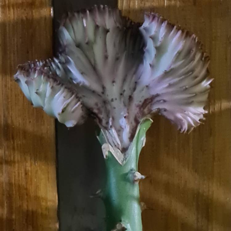 plant image 1596582