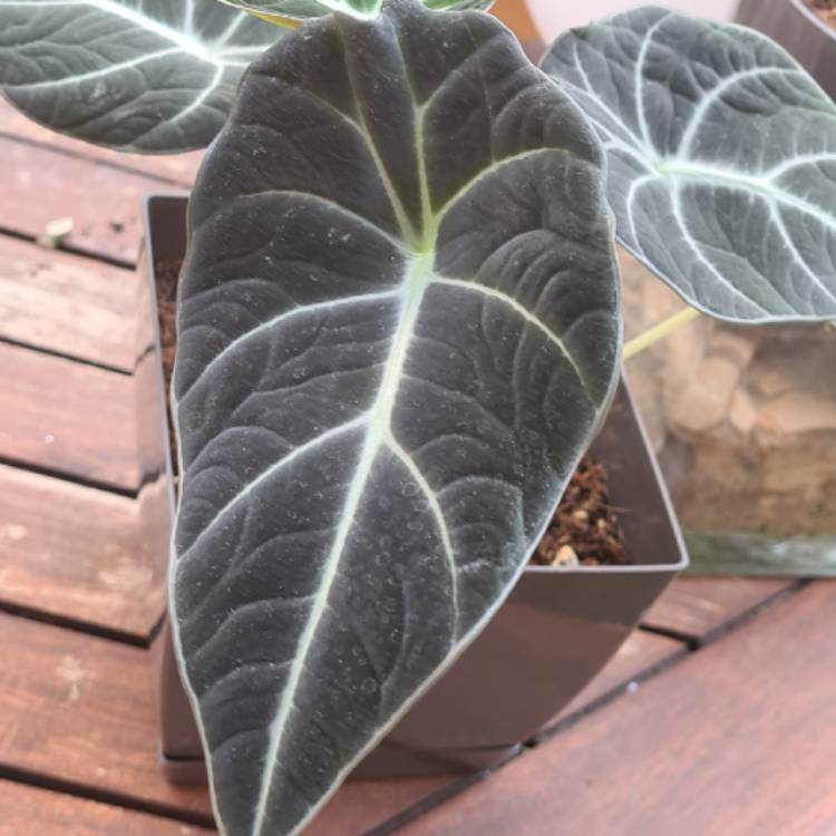 Plant image Alocasia 'Black Velvet'