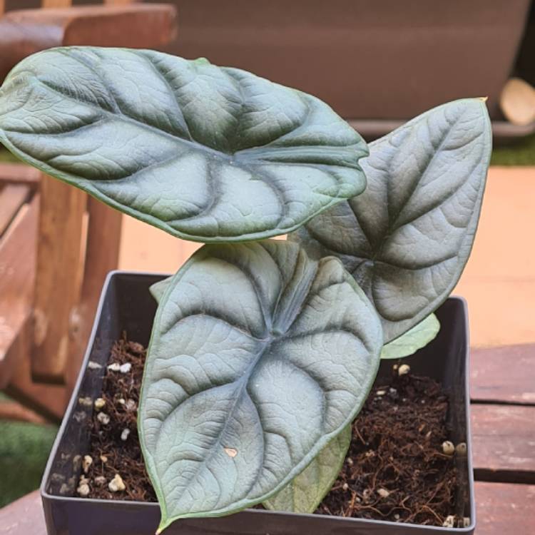 Plant image Alocasia 'Silver Dragon'