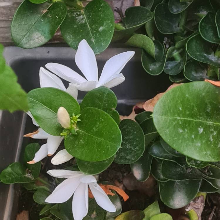 Plant image Carissa grandiflora