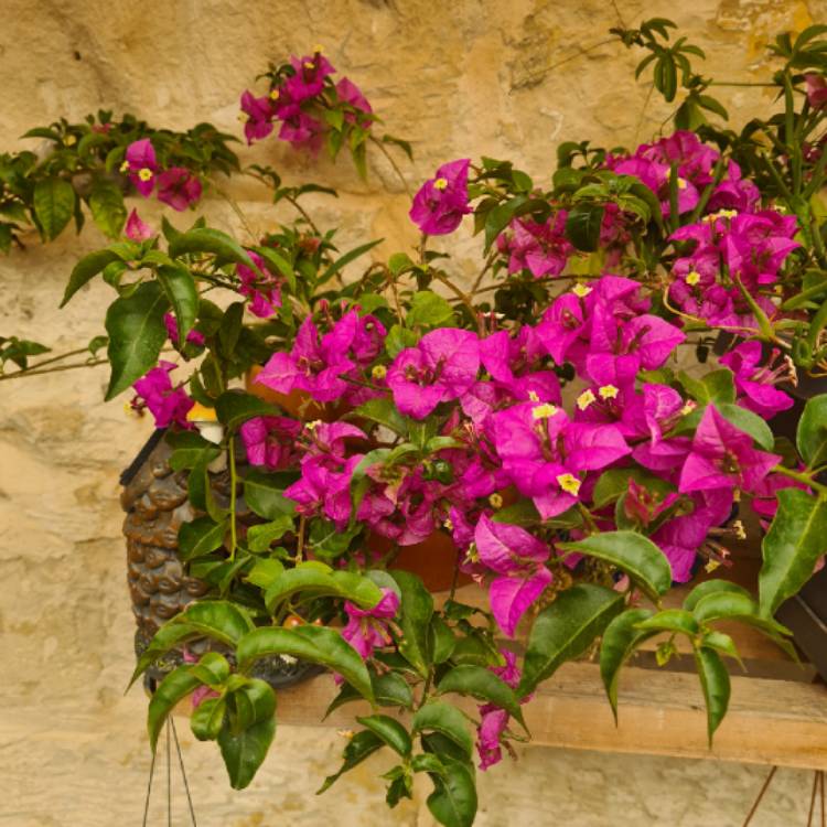 plant image 1596617