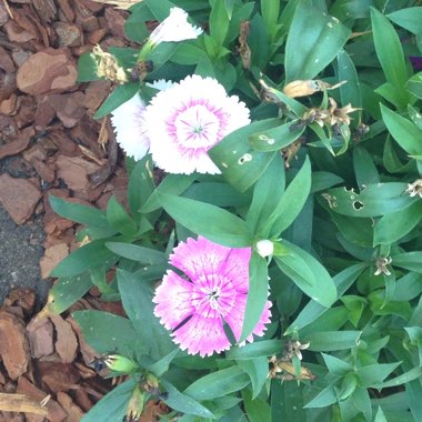 Garden Pink