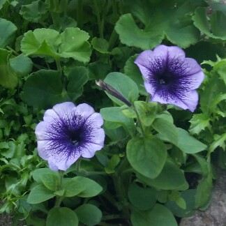 Plant image Petunia 'Littletunia Blue Vein' (Littletunia Series)