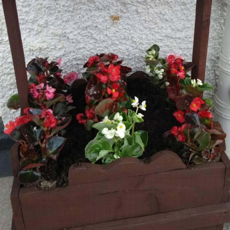 plant image 790338