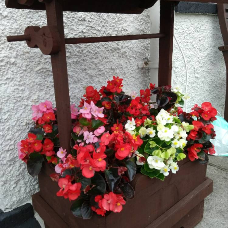 plant image 818640