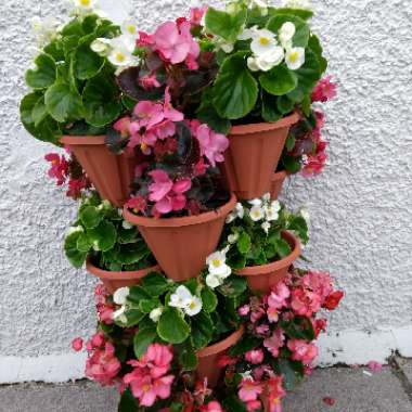Begonia