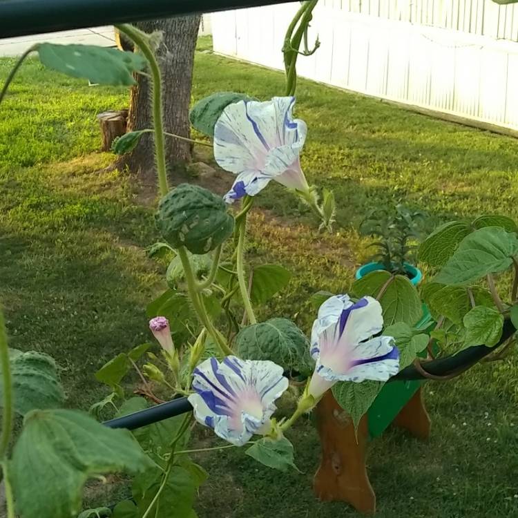 plant image 745248