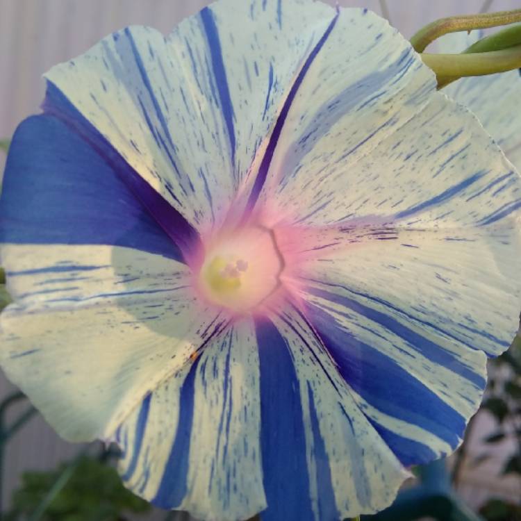 plant image 746495