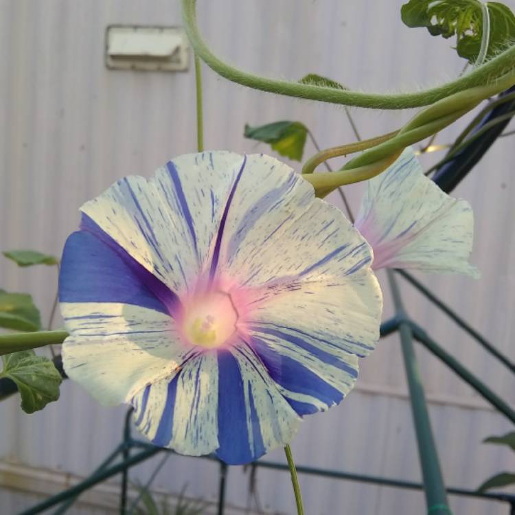 plant image 746497