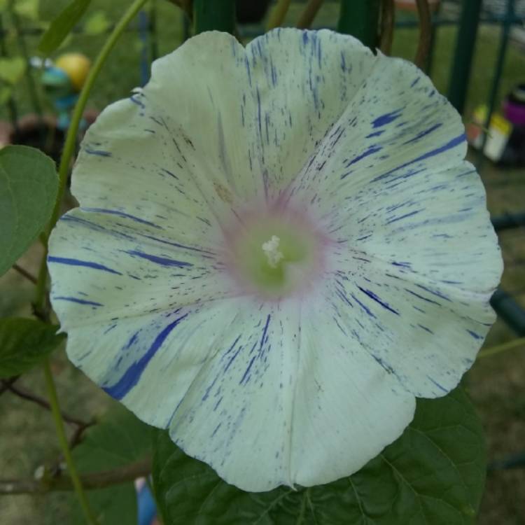 plant image 750716