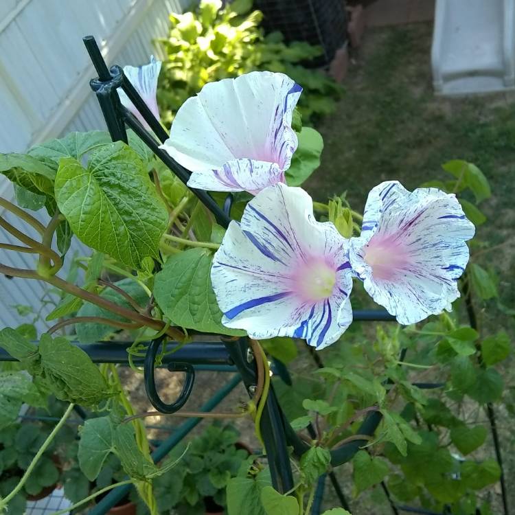 plant image 750719