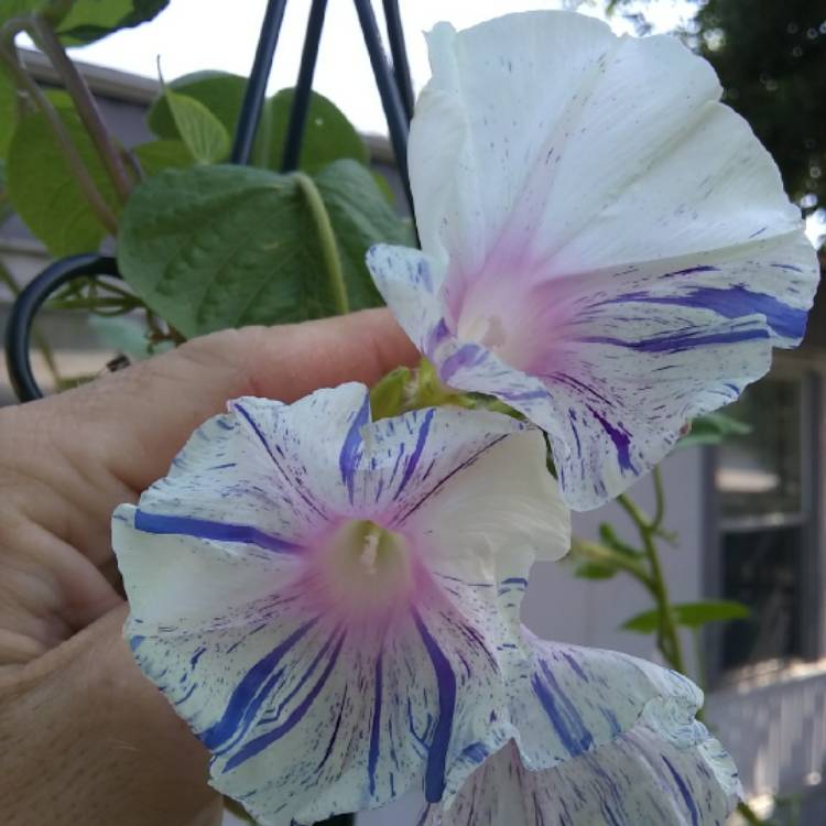 plant image 750721