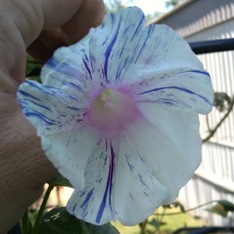 plant image 750723