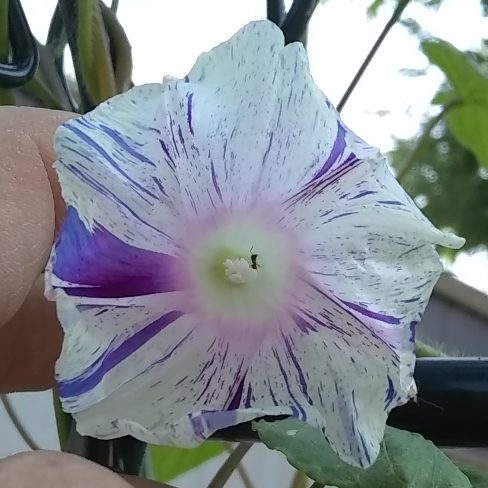 plant image 750725