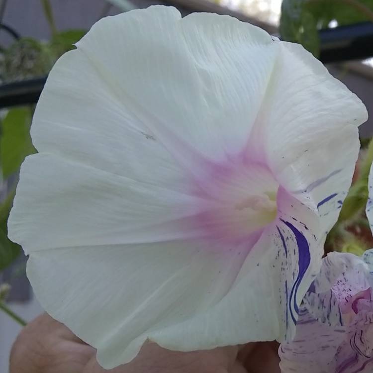 plant image 750729