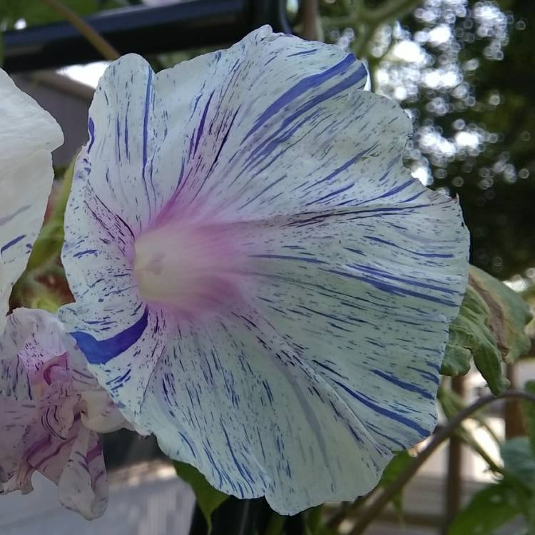 plant image 750730