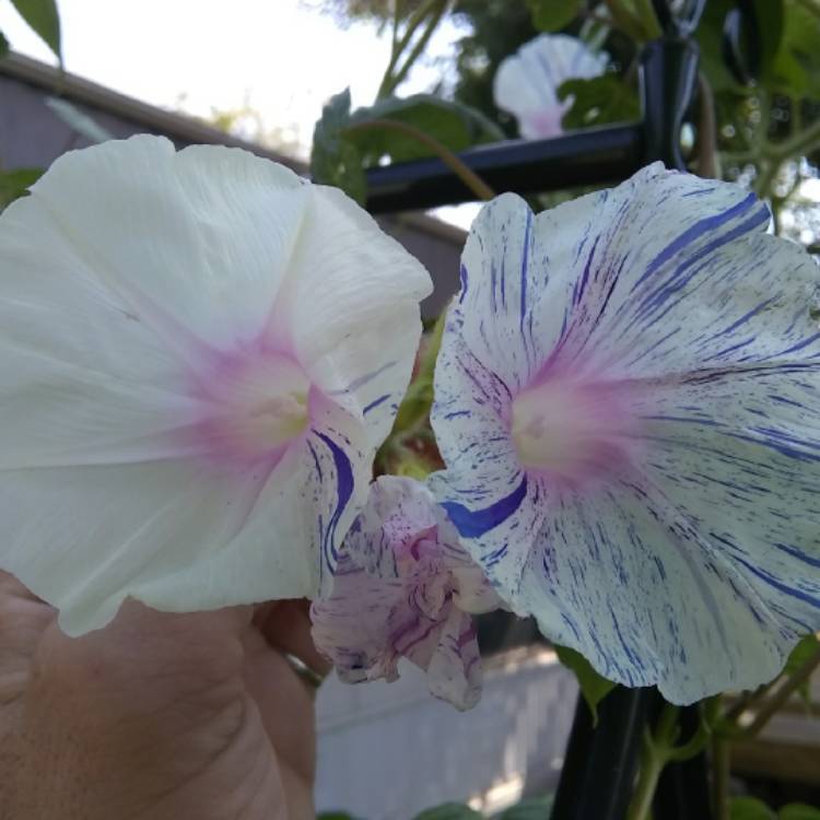 plant image 750732