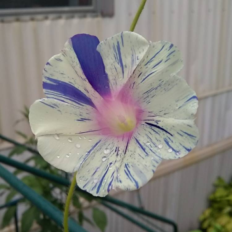 plant image 753111
