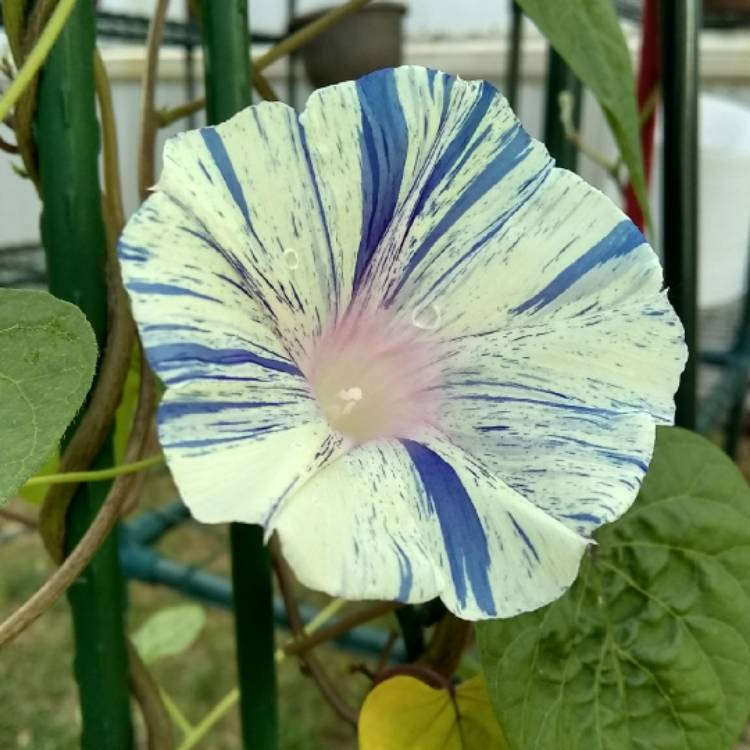 plant image 754253