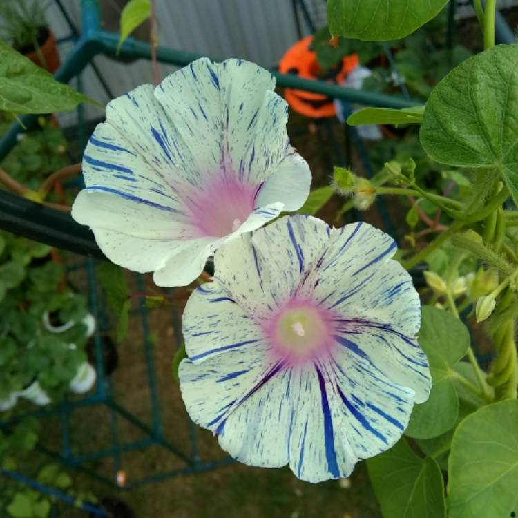 plant image 754255