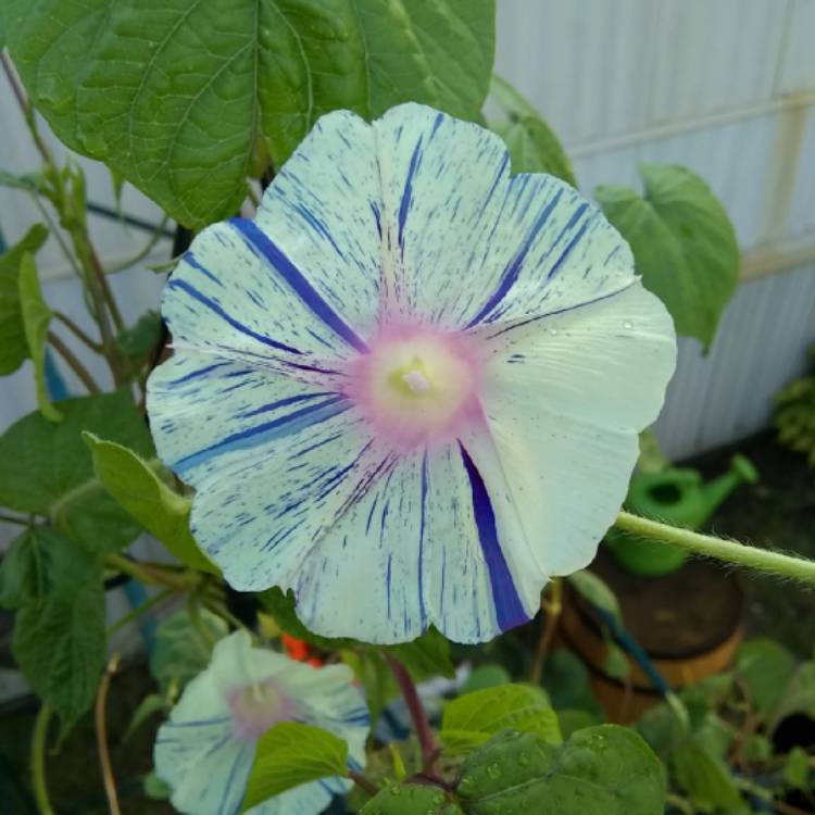 plant image 754257