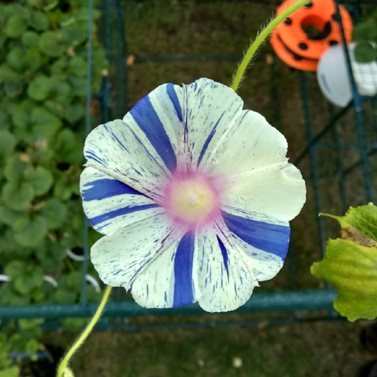 plant image 754258